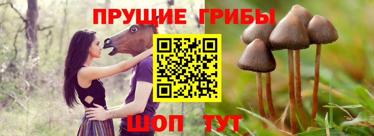 Псилоцибиновые грибы Cubensis Белгород